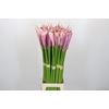 Zantedeschia Eydolls Purple Pink