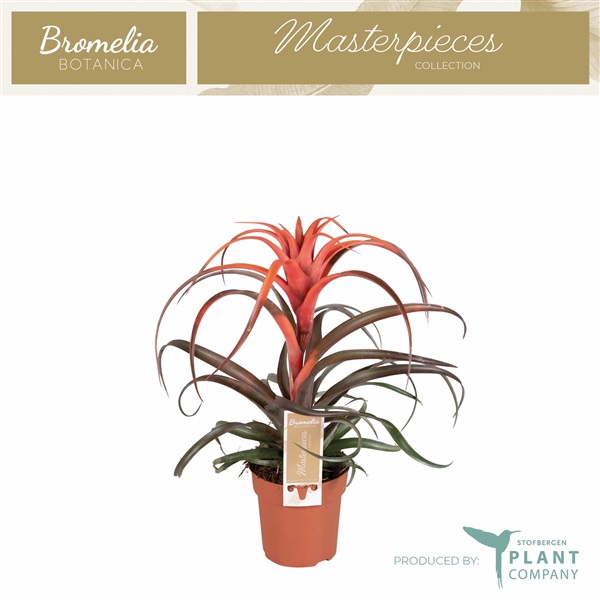 <h4>Tillandsia capitata 'Hermosa'</h4>