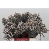 Kaaps Groen Silver Brunia