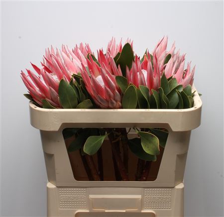 <h4>Protea Cynaroides Clare</h4>