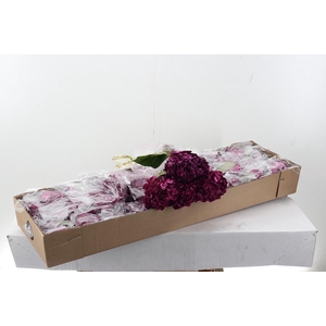 Hydr Grape Purple Select Box