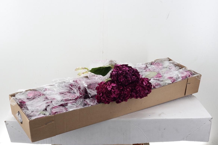 <h4>Hydr Grape Purple Select Box</h4>