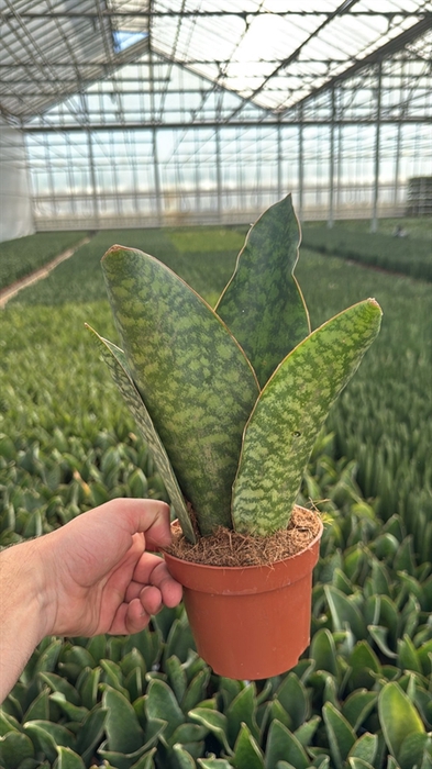 <h4>Sansevieria cyli. overig</h4>