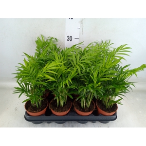 Chamaedorea elegans