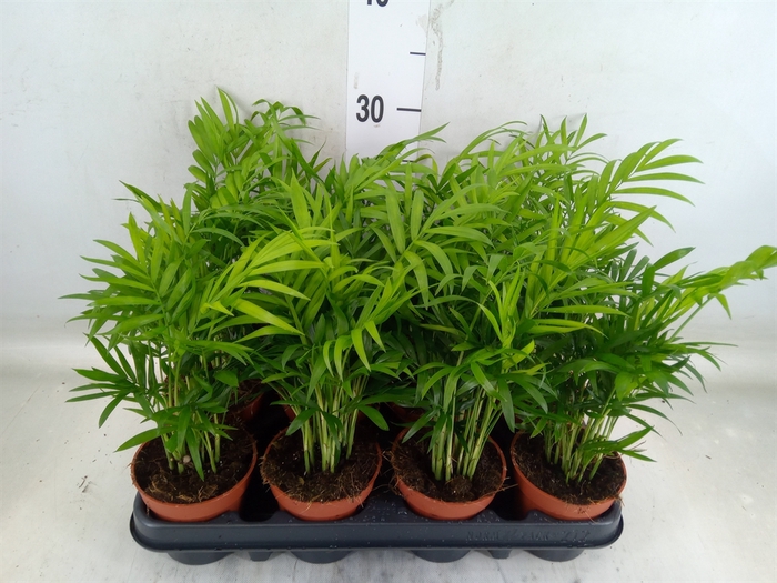 <h4>Chamaedorea elegans</h4>