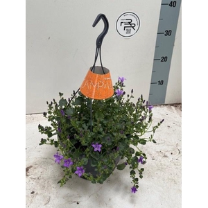 CAMP PORTENSCHLAGIAN