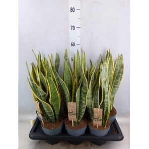 Sansevieria trifa. 'Laurentii'