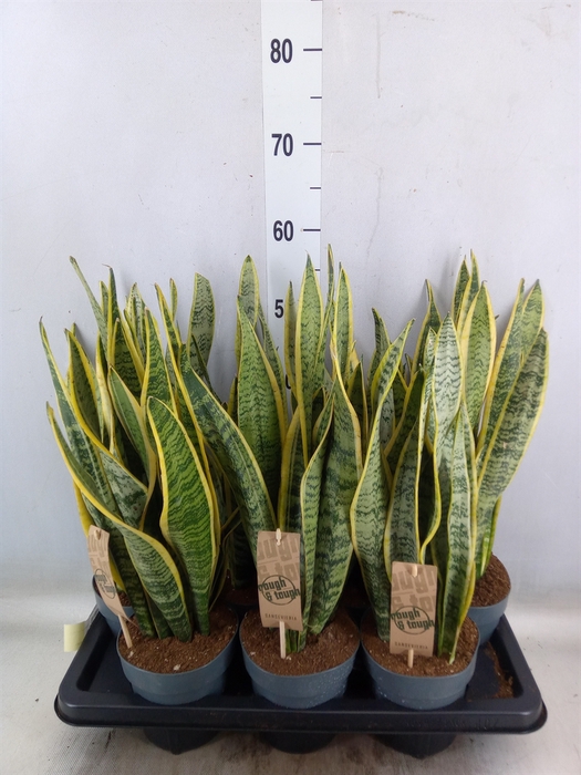 <h4>Sansevieria trifa. 'Laurentii'</h4>
