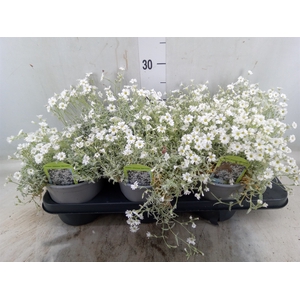Cerastium tomentos. 'Silberteppich'