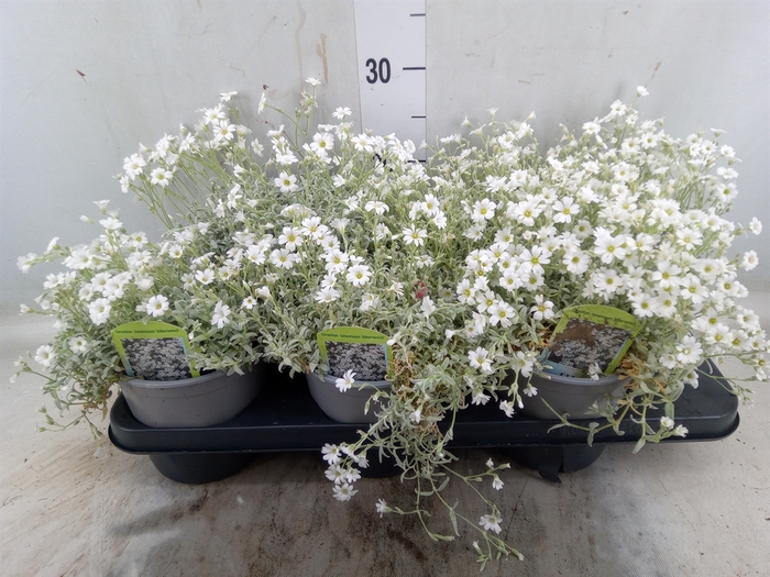 <h4>Cerastium tomentos. 'Silberteppich'</h4>