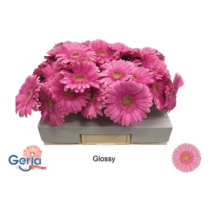 GE GR GLOSSY