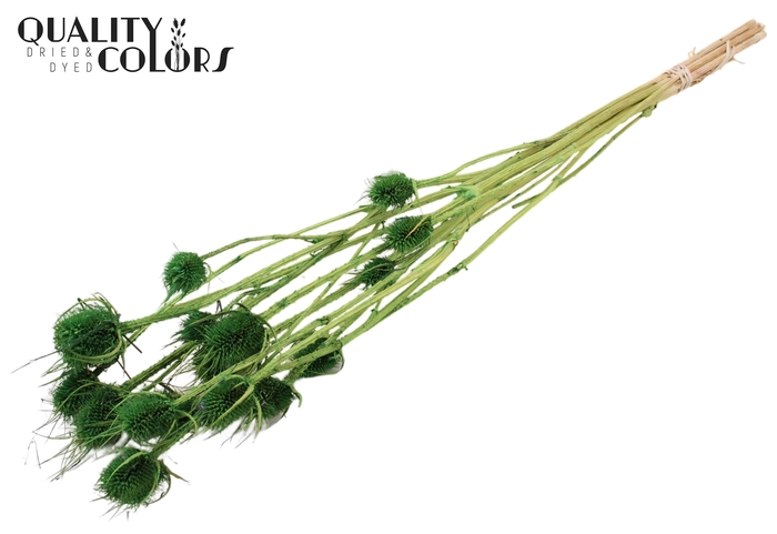 <h4>Cardi Distel Bleached 5pc/bunch 70cm Light Green</h4>