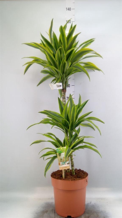 <h4>Dracaena fr de 'LemonLime'</h4>