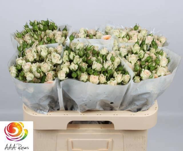 <h4>R TR ROSANELLA</h4>