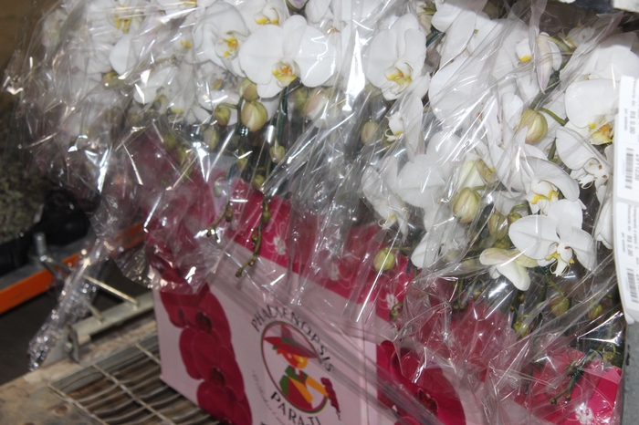 <h4>PHALAENOPSIS CASCATA ESPECIAL P15 BRANCO 2 HT</h4>