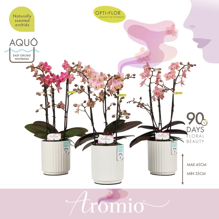 <h4>Aromio Mix 3 spike in Molise White Aquo</h4>