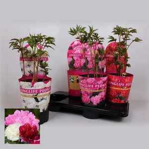 Paeonia 21CM C4 Mix Longlife Exclusive