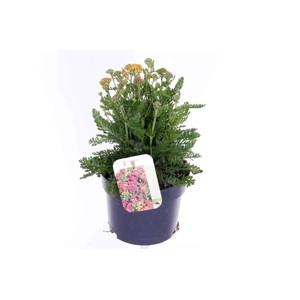 Achillea millefolium Milly Rock Mixmasters Dance