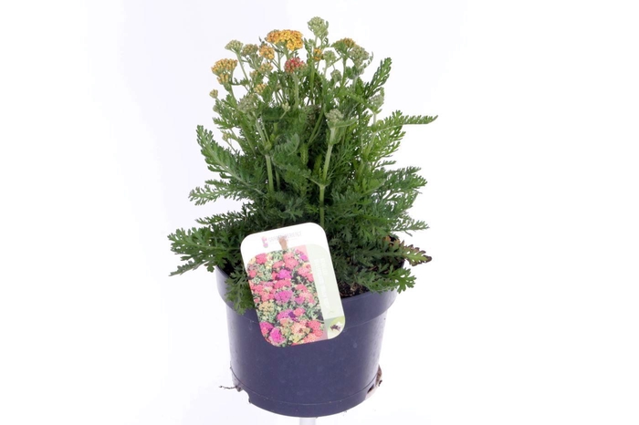<h4>Achillea millefolium Milly Rock Mixmasters Dance</h4>