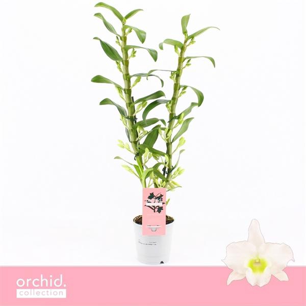 <h4>Dendrobium Nobilé, Apollon 2-spike 65+ cm 'Orchid Collection'</h4>