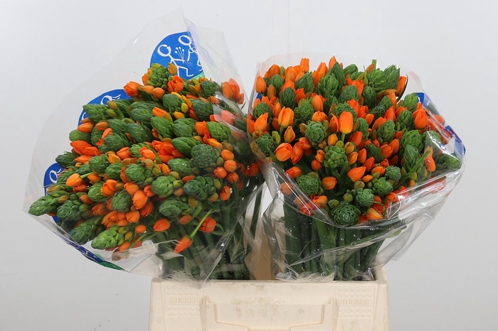 <h4>Ornit Du Sunshine</h4>