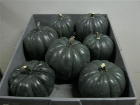 <h4>Cucurbita Pepo</h4>