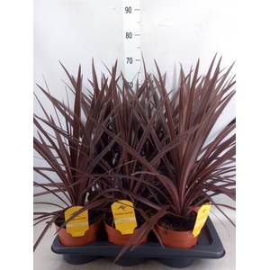 Cordyline austr. 'Red Star'