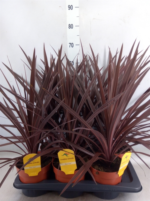 <h4>Cordyline austr. 'Red Star'</h4>