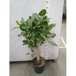 Ficus benghalensis 'Audrey'