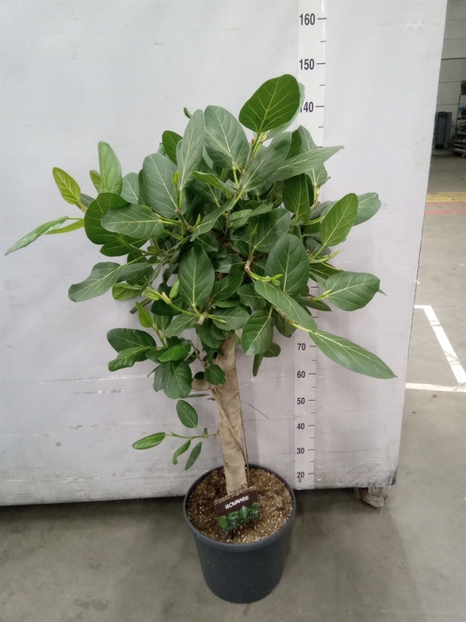 <h4>Ficus benghalensis 'Audrey'</h4>