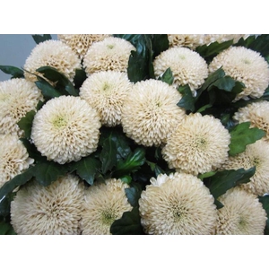 Chr G Superbowl Sweet Brownie