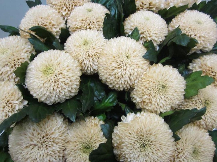 <h4>Chr G Superbowl Sweet Brownie</h4>