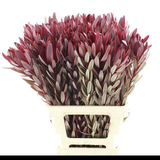 <h4>LEUCAD JESTER</h4>