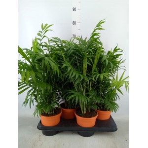 Chamaedorea elegans