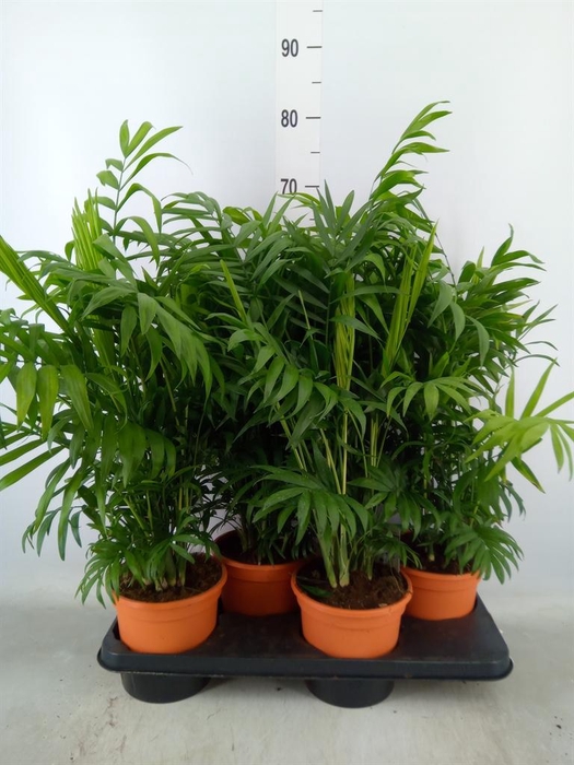 <h4>Chamaedorea elegans</h4>