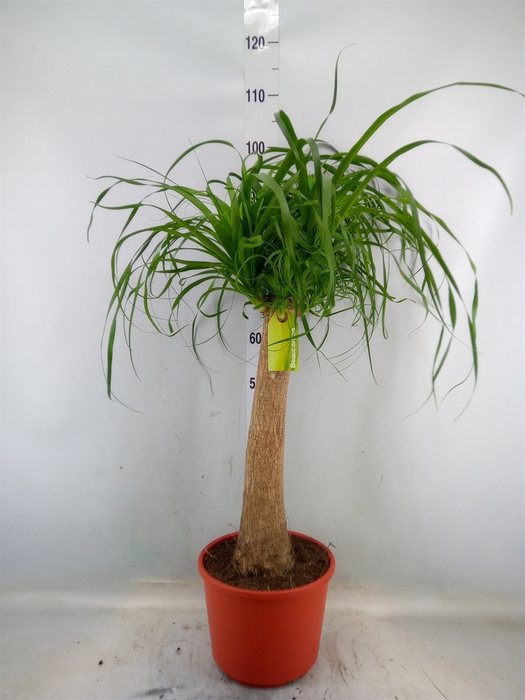 <h4>Beaucarnea recurvata</h4>