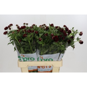 Ranunculus Magical Chocolate