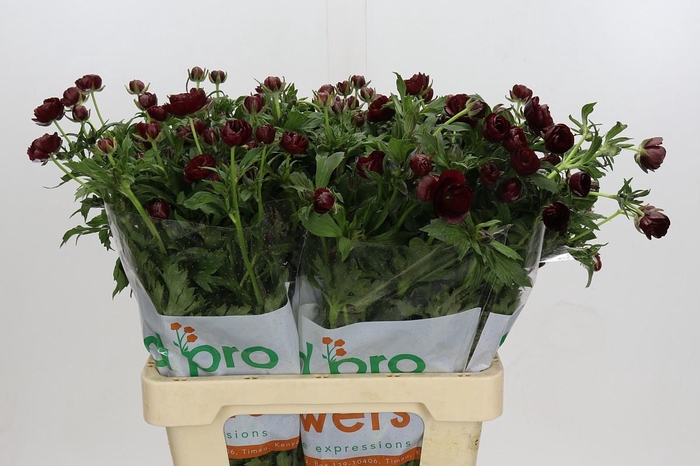 <h4>Ranunculus Magical Chocolate</h4>