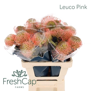 Leuco Pink