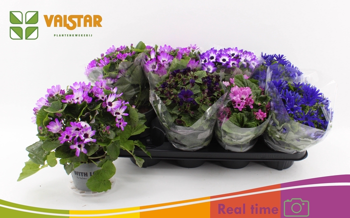 <h4>PERI C MAN GEM</h4>