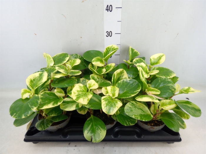 <h4>Peperomia</h4>