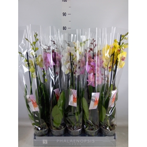 Phalaenopsis   ...mix  6