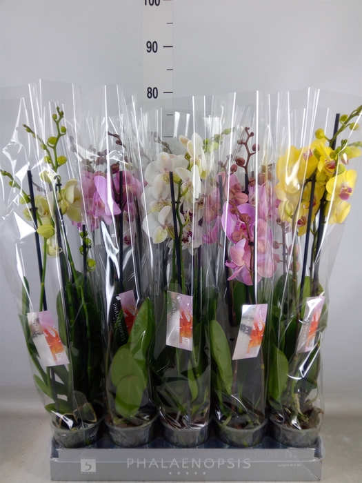 <h4>Phalaenopsis   ...mix  6</h4>