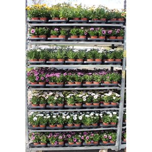 OSTEO SENORITAS MIXK