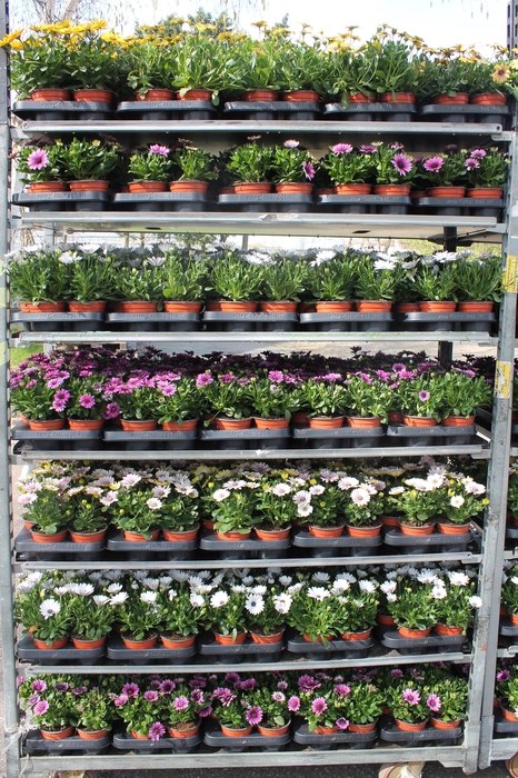 <h4>OSTEO SENORITAS MIXK</h4>