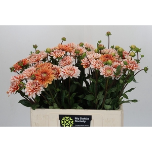 Dahlia Striped Nagano