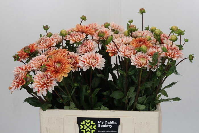 <h4>Dahlia Striped Nagano</h4>