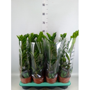 Zamioculcas zamiifolia