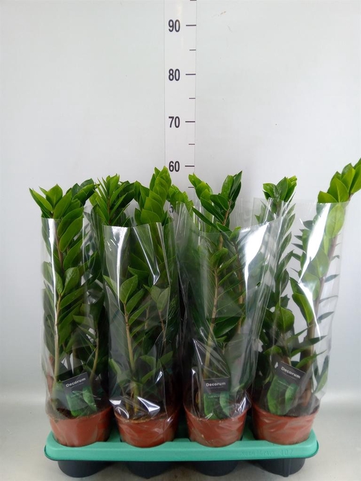 <h4>Zamioculcas zamiifolia</h4>