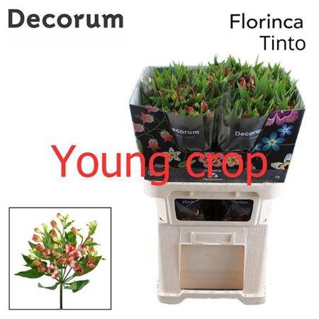 <h4>Alstroemeria Fl Tinto</h4>